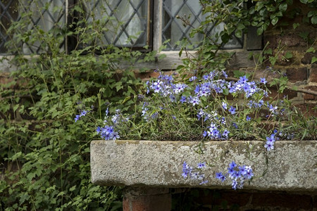 野生的蓝色福禄考花的美术图象在春天从葡萄酒种植箱溢出