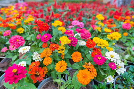 花卉植物摄影照片_热带彩色花卉植物