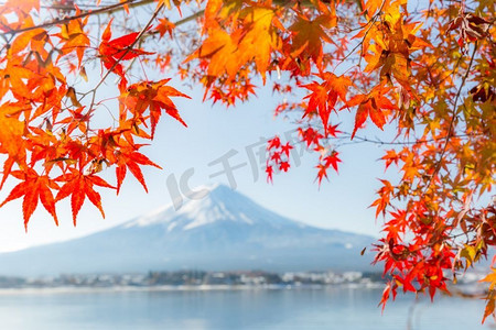 Mt.Mt.秋天的富士在日本的川口湖或川口湖(在枫叶有选择的焦点)