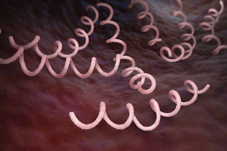 梅毒细菌。梅毒是由梅毒螺旋体亚种梅毒螺旋体引起的性传播感染。3D插图