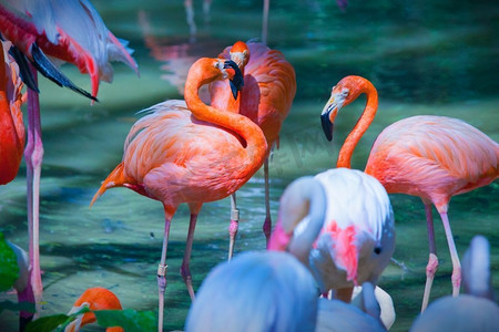 红色凤凰摄影照片_吃水的粉色火烈鸟。一群吃水的粉红火烈鸟近距离观察