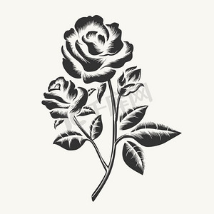 玫瑰摄影照片_黑色手绘玫瑰花雕刻。玫瑰蚀刻。白色背景下孤立的矢量黑色手绘玫瑰版画