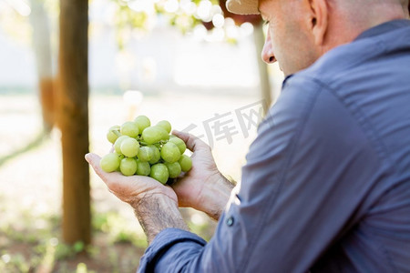 拿着葡萄的人在葡萄园。男性手中拿着葡萄在葡萄园 