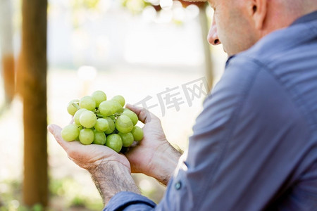 一名男子在葡萄园里拿着葡萄。葡萄园里握着葡萄的男人手