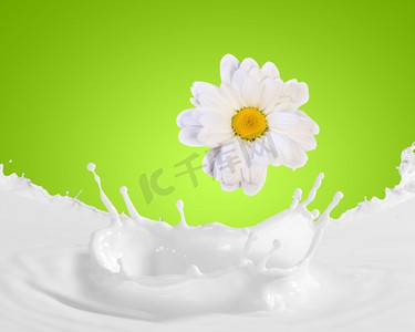 牛奶飞溅的画面。彩色背景下的牛奶溅起甘菊的图像