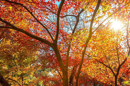 秋天叶子黄色、橙色和红色在美丽的秋天公园。