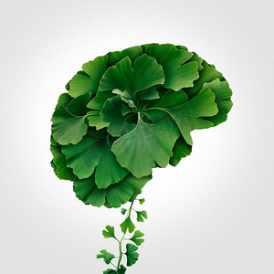 光照疗法摄影照片_银杏脑作为一种草药概念和天然植物疗法的药物象征，用于治愈像树叶一样形状的会思考的人体器官。