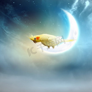 月亮上摄影照片_坐在月亮上的鹦鹉。黄鹦鹉坐在月球上的形象