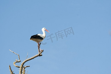 白鹤栖息在树上