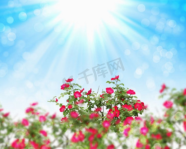 花在开花对蓝天和灿烂的阳光