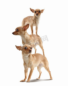 三只有趣的狗组成的金字塔。由三只有趣的狗组成的金字塔，背景明亮。滑稽的拼贴