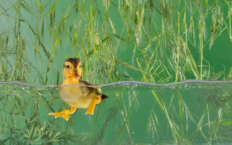 鸭子游泳摄影照片_游泳的小鸭子