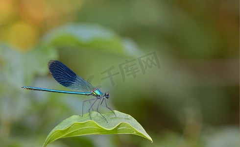 森林中的蓝色小蜻蜓