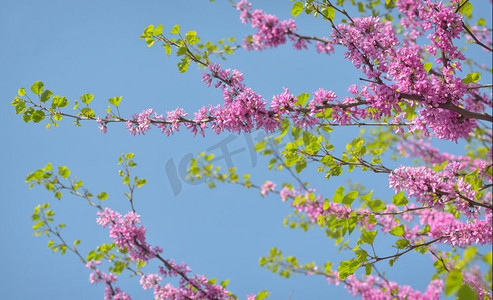 花园大树摄影照片_春季的紫荆--犹大树