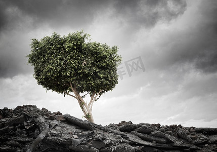 新生命的诞生。绿树矗立在废墟上的概念形象