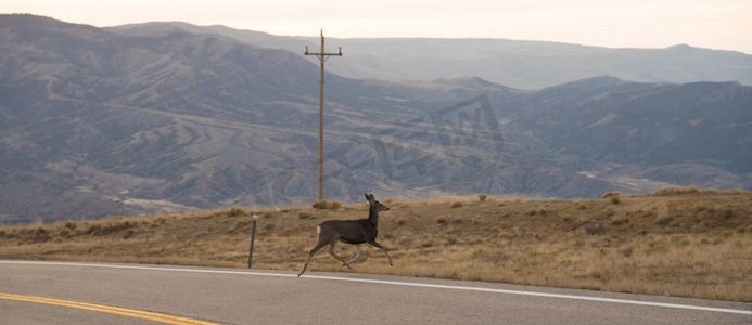 怀俄明州火焰峡绿河风景区小路上的野鹿