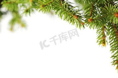 圣诞树枝孤立在白色背景