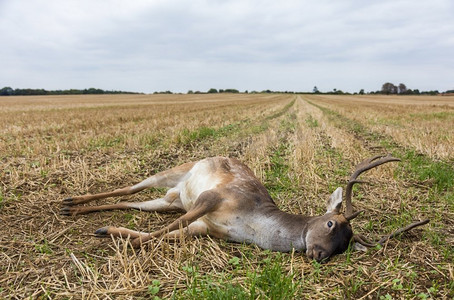 一只死在田野里的休闲鹿鹿