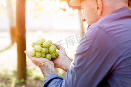 拿着葡萄的人在葡萄园。男性手中拿着葡萄在葡萄园 