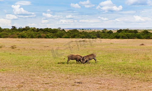 动物、自然和野生动物概念-非洲马赛马拉国家级自然保护区稀树草原上的疣猪战斗。在非洲大草原上战斗的疣猪