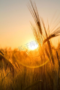 日落或日出时分，农场里庄稼的田野上映出的金色大麦穗