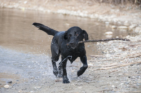 回文青花瓷边框摄影照片_拉布拉多犬从水中找回一根棍子