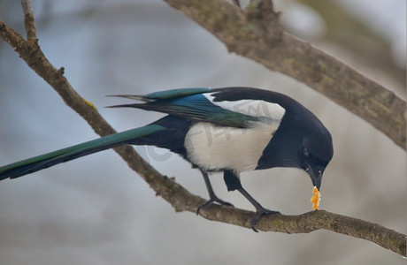 早摄影照片_冬天树上的早午餐上的普通喜鹊