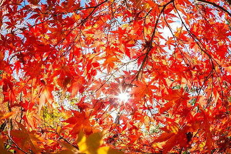 红色喜庆喜庆青叶摄影照片_黄色、橙色和红色的秋叶在美丽的秋天公园里。