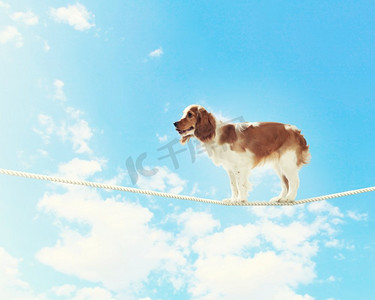 狗在绳子上保持平衡。图像的西班牙猎犬平衡的绳子