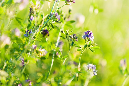 夏日田野摄影照片_田野里的鲜花。绿意盎然的夏日田野里鲜花和草花