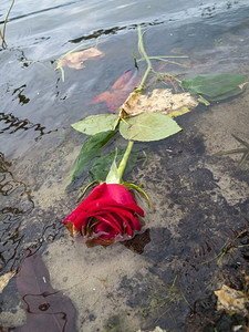 心碎的概念照片失败的浪漫关系死了的红玫瑰漂浮在湖水或河流上