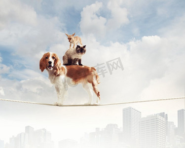 狗在绳子上保持平衡。图像的西班牙猎犬平衡的绳子