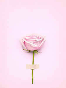 创意情人节静物概念，粉色玫瑰贺卡以粉色纸为背景。
