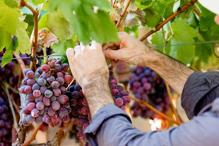 葡萄园里拿着红葡萄的手。葡萄园里握着成熟的红葡萄的手