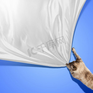 kitty摄影照片_暹罗猫跳跃暹罗猫的形象玩与床单