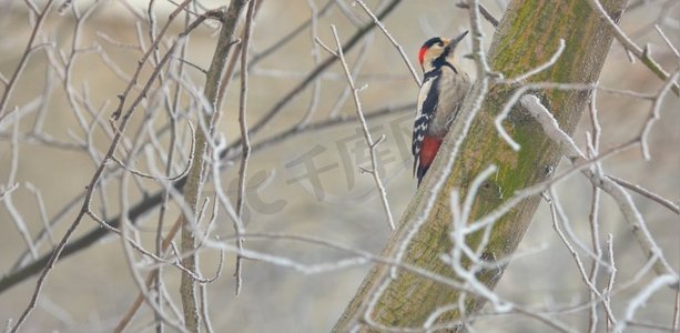 欧式大红色摄影照片_冬树上的雄性大斑点啄木鸟