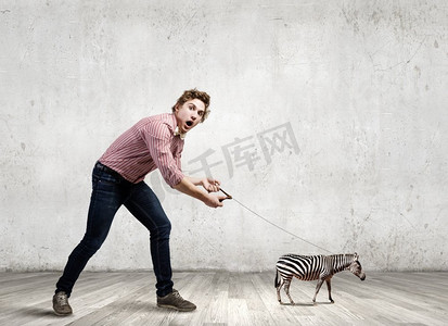 斑马上的铅。一名休闲的年轻男子牵着斑马走在铅上
