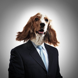 一只穿着西装的狗的滑稽肖像.