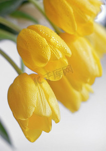 春天里带露珠的黄色郁金香