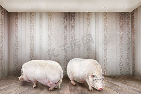 近邻摄影照片_有创意的概念。房间里站着两只猪。