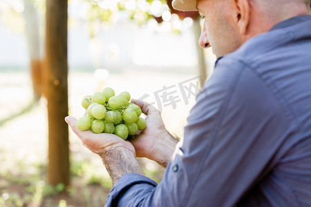 葡萄采摘摄影照片_一名男子在葡萄园里拿着葡萄。葡萄园里握着葡萄的男人手