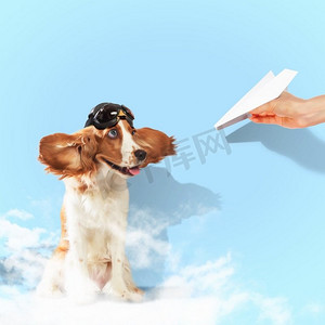 有趣的西班牙猎犬。图片滑稽的西班牙猎犬在飞行员头盔