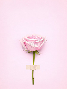 创意情人节静物概念，粉色玫瑰贺卡以粉色纸为背景。