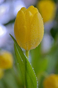 黄色郁金香与露水滴在春天的时候