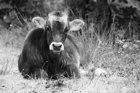 法国比利牛斯山脉的野牛
