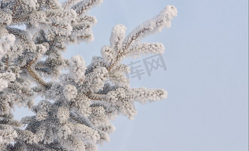赛季摄影照片_松树和蓝天的冰冻针叶