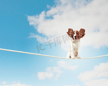 狗在绳子上保持平衡。西班牙猎犬在绳子上保持平衡的图像