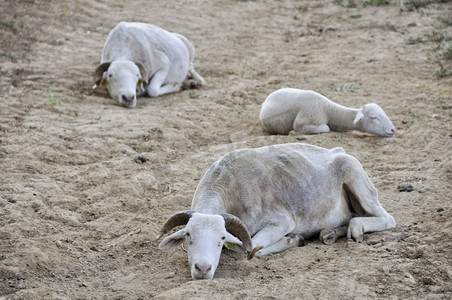 育成摄影照片_干旱牧场上成群的塔拉斯康奈斯绵羊