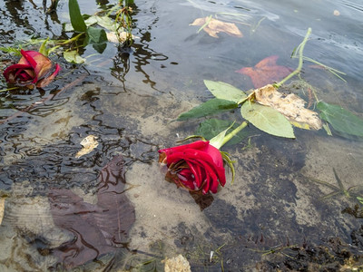 心碎的概念照片失败的浪漫关系死了的红玫瑰漂浮在湖水或河流上