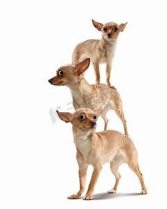 鼻部摄影照片_三只有趣的狗组成的金字塔。由三只有趣的狗组成的金字塔，背景明亮。滑稽的拼贴